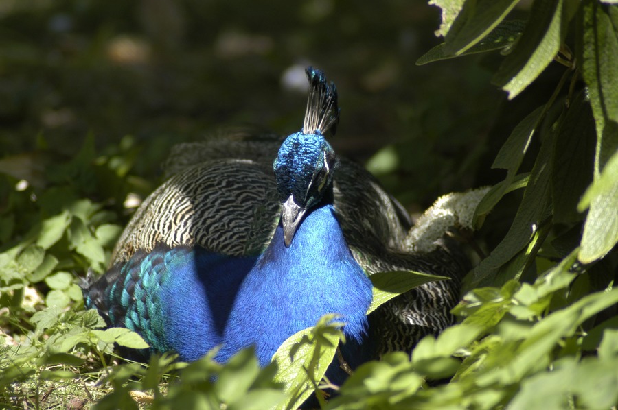 mitten im Trelleborger Stadtpark