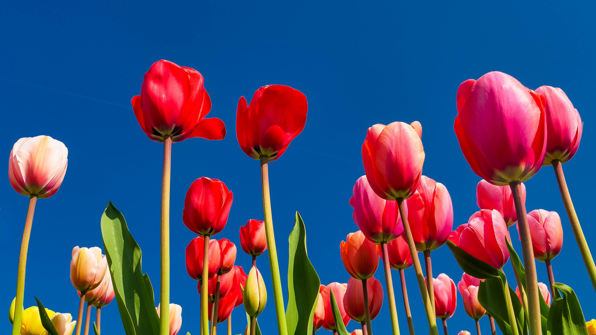 Mitten im Tulpenfeld