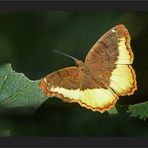 Mitten im Urwald