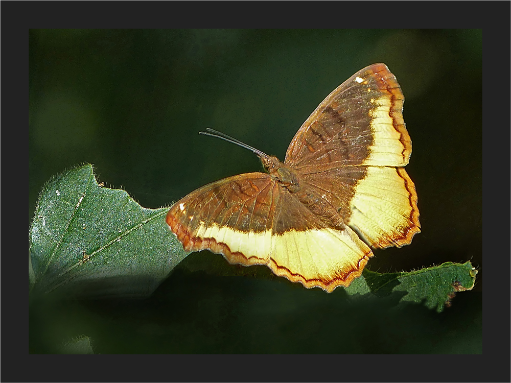 Mitten im Urwald