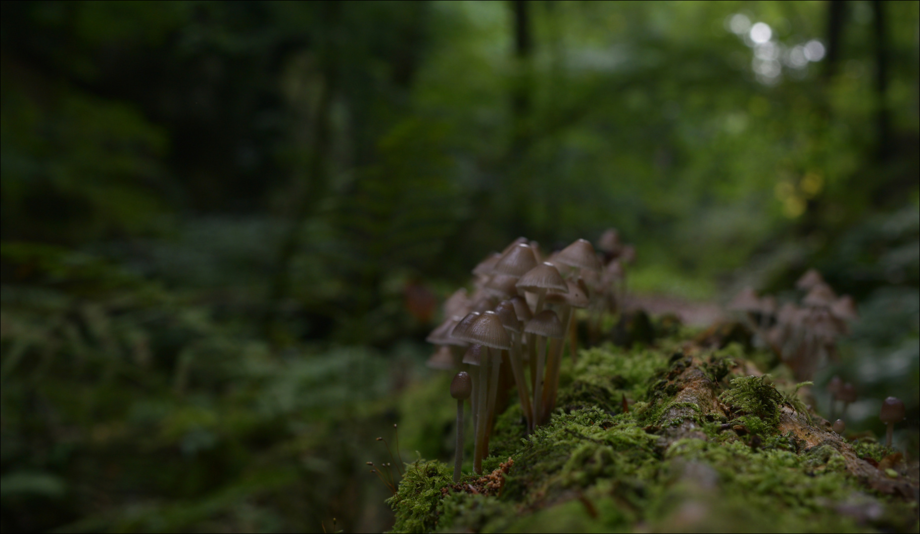 Mitten im Urwald