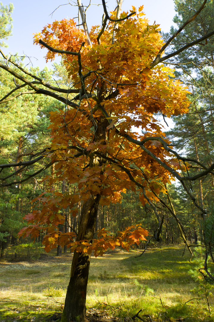 Mitten im Wald