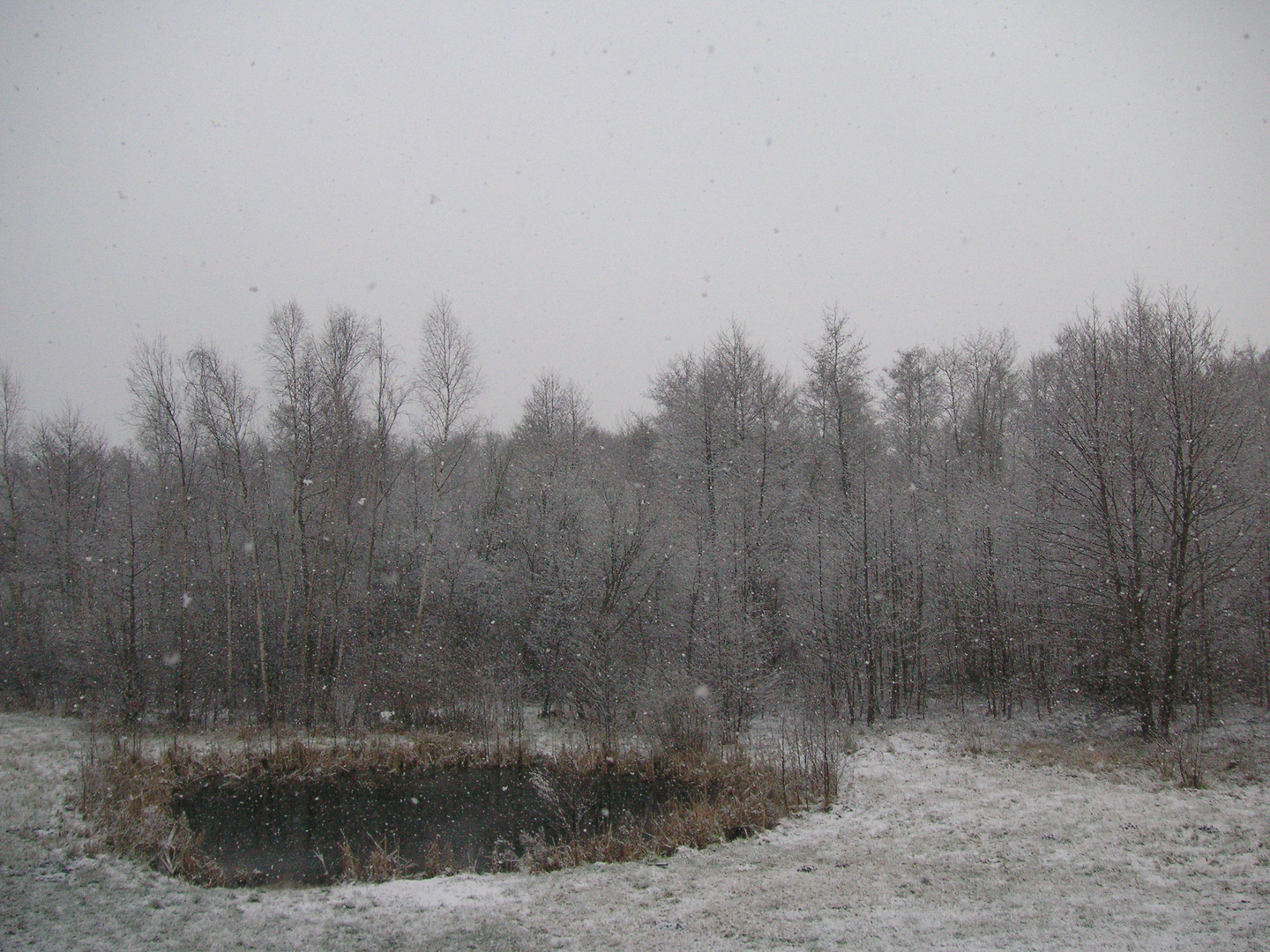 Mitten im Wald