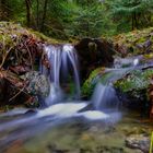 Mitten im Wald