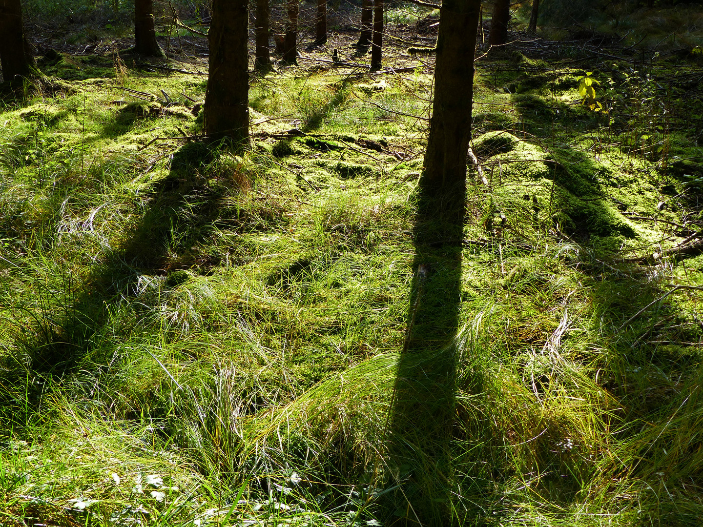 Mitten im Wald