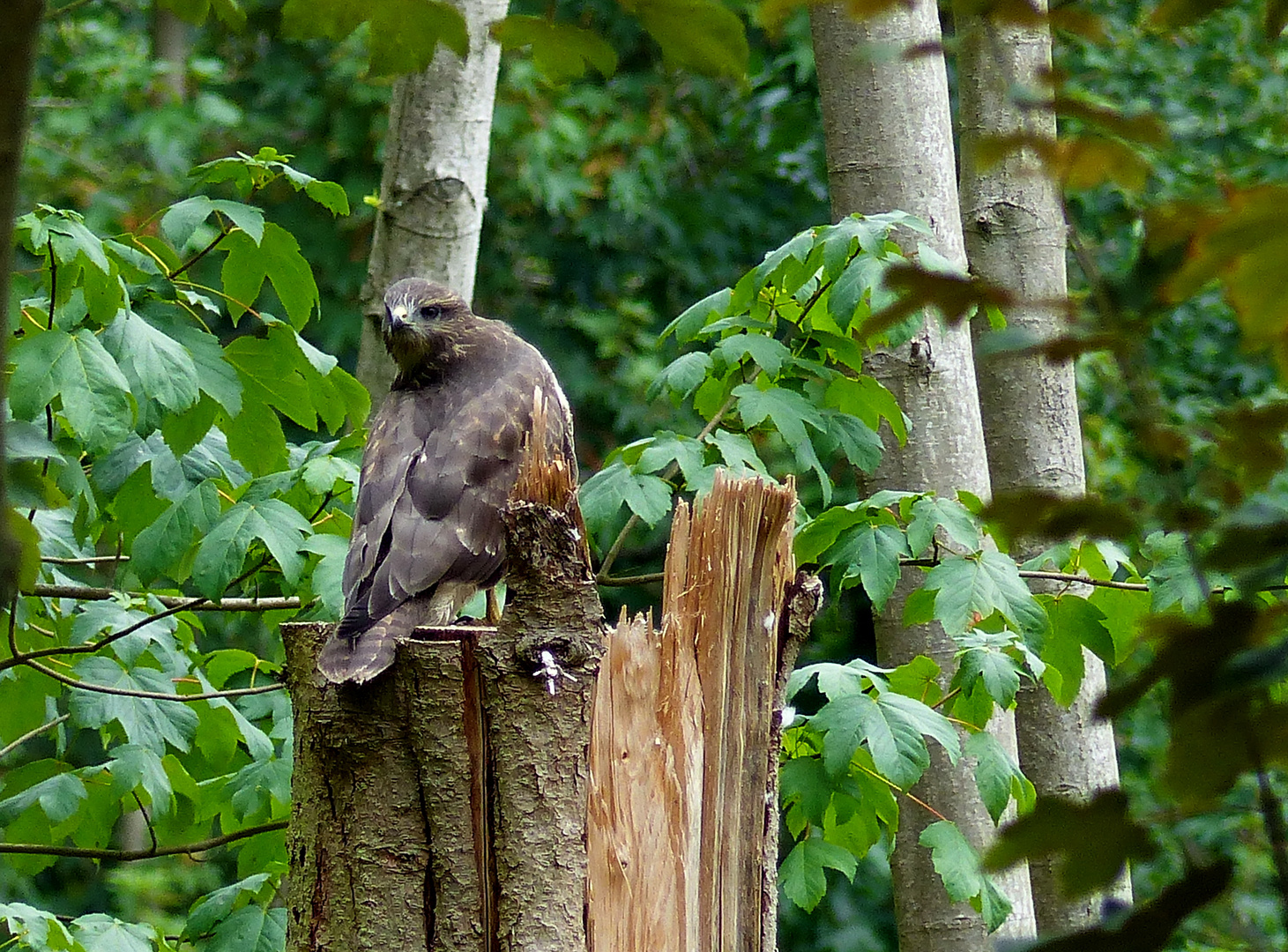 Mitten im Wald 