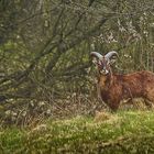 mitten im Wald