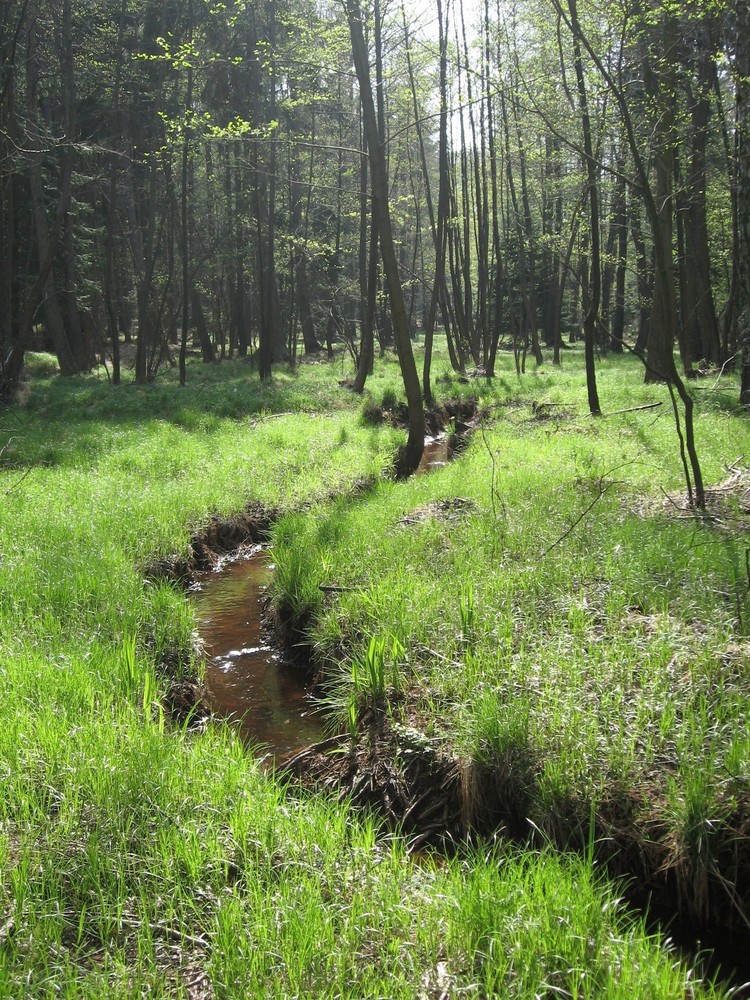 Mitten im Wald!!