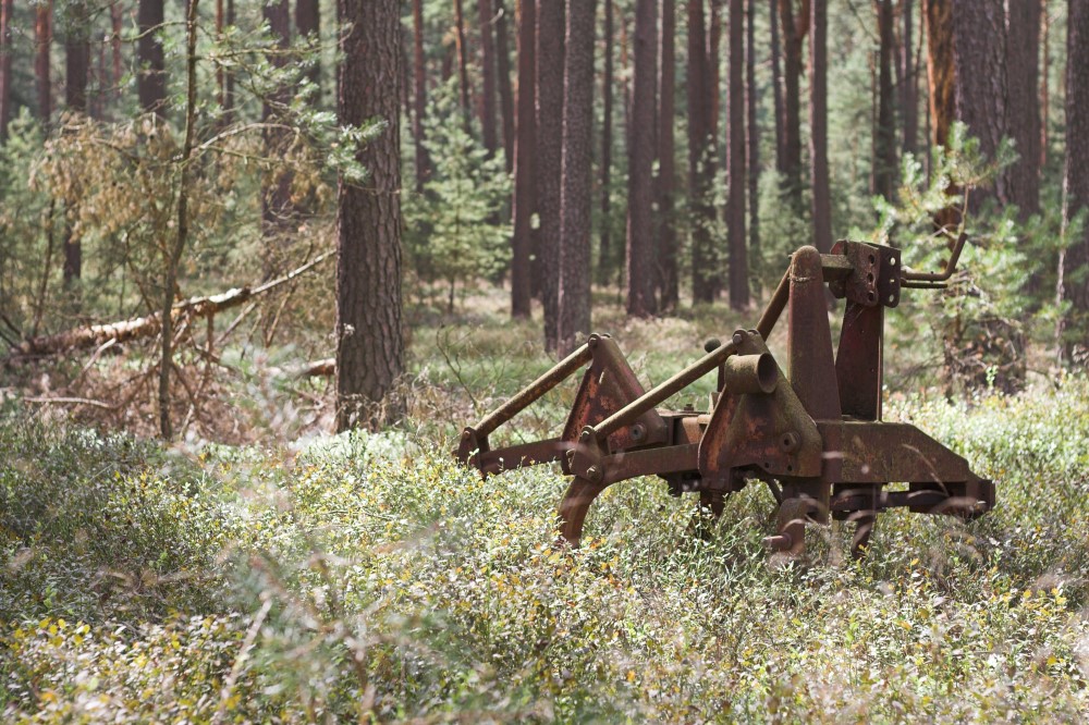 Mitten im Wald