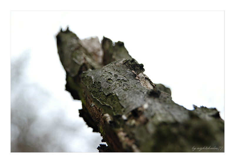 Mitten im Wald