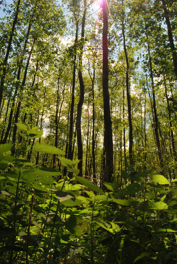 " Mitten im Wald ! "