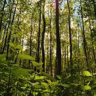 " Mitten im Wald ! "