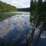 Mitten im Wald