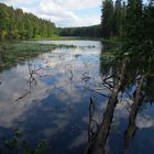 Mitten im Wald