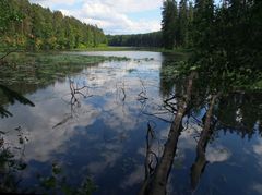 Mitten im Wald