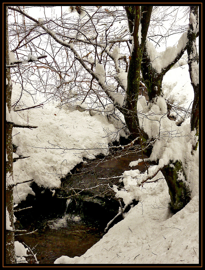 Mitten im Wald...