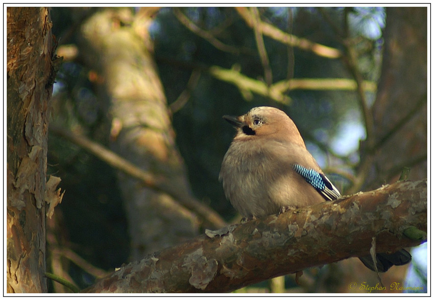 mitten im Wald...