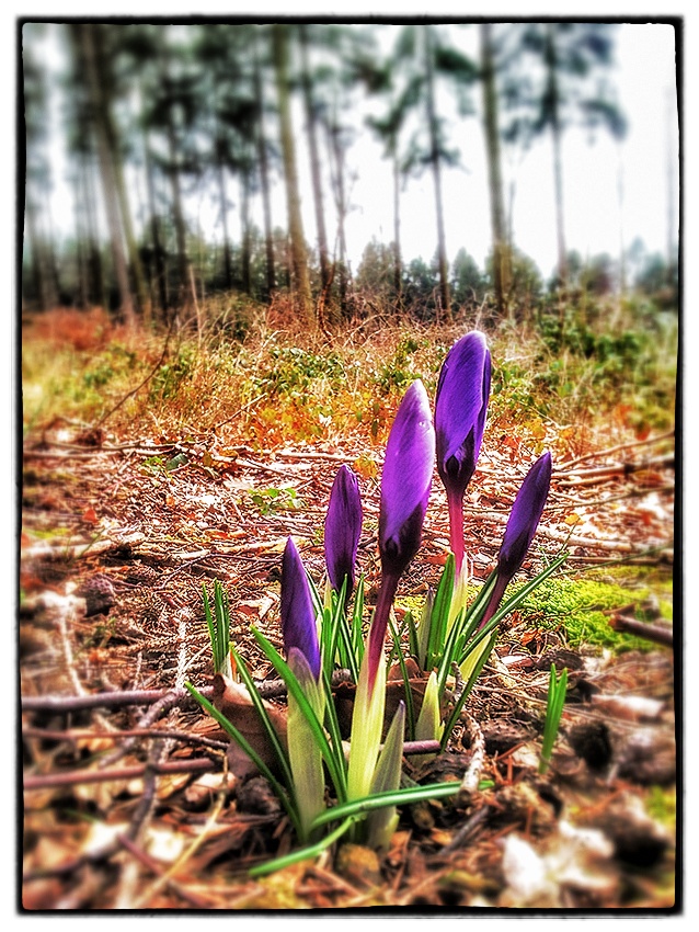 Mitten im Wald