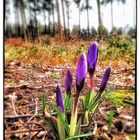 Mitten im Wald