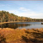 Mitten im Wald