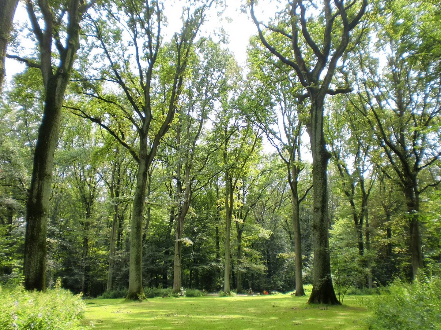 Mitten im Wald