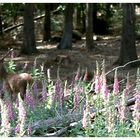 Mitten im Wald