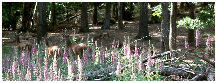 Mitten im Wald