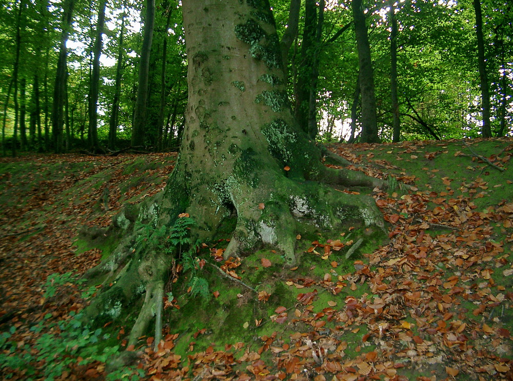 Mitten im Wald...