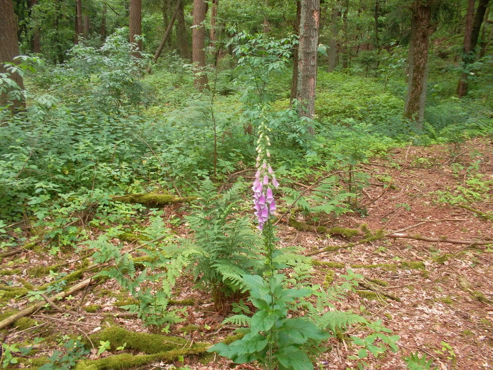 Mitten im Wald