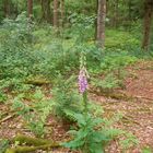 Mitten im Wald