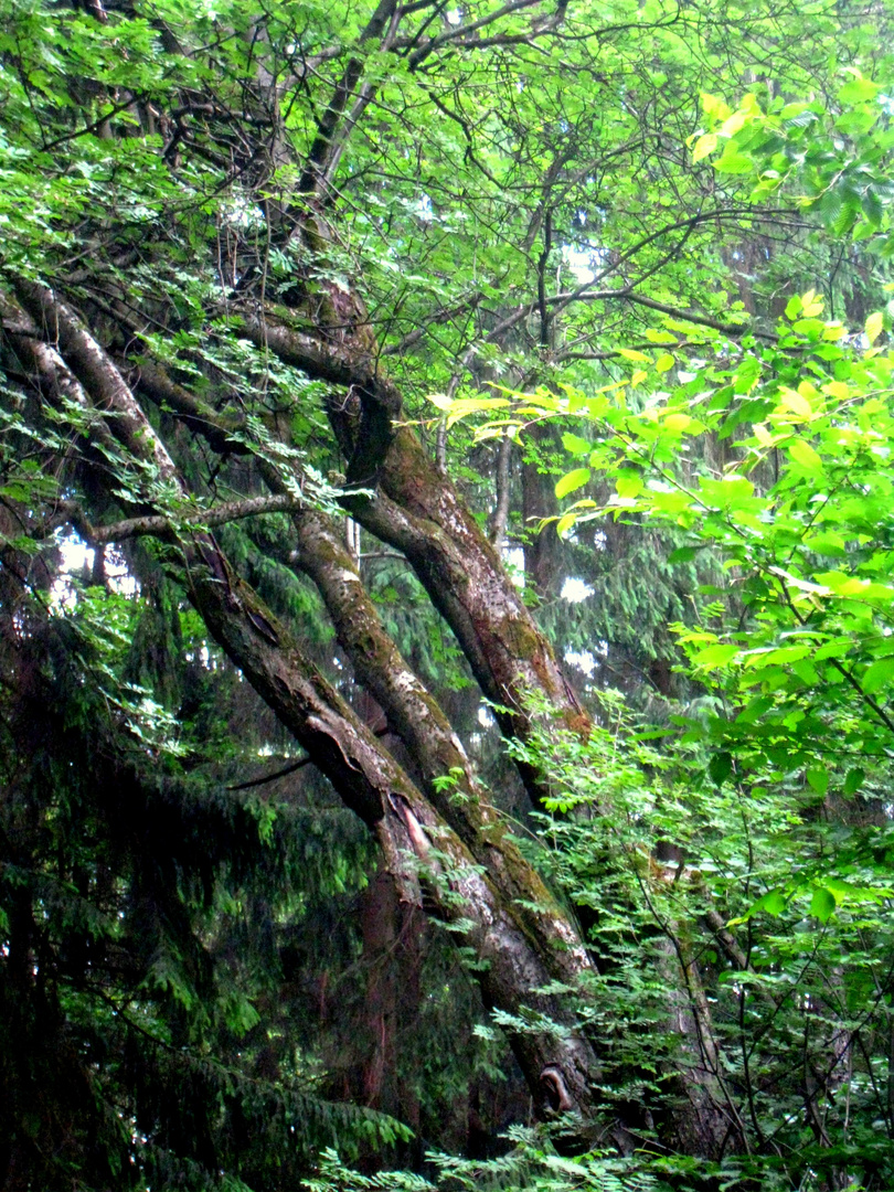 Mitten im Wald