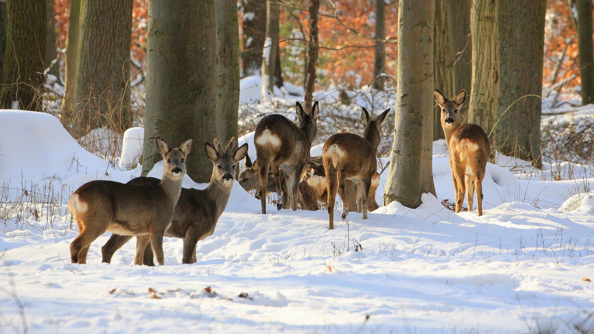 Mitten im Wald...