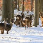 Mitten im Wald...