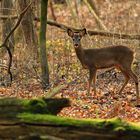 Mitten im Wald.....