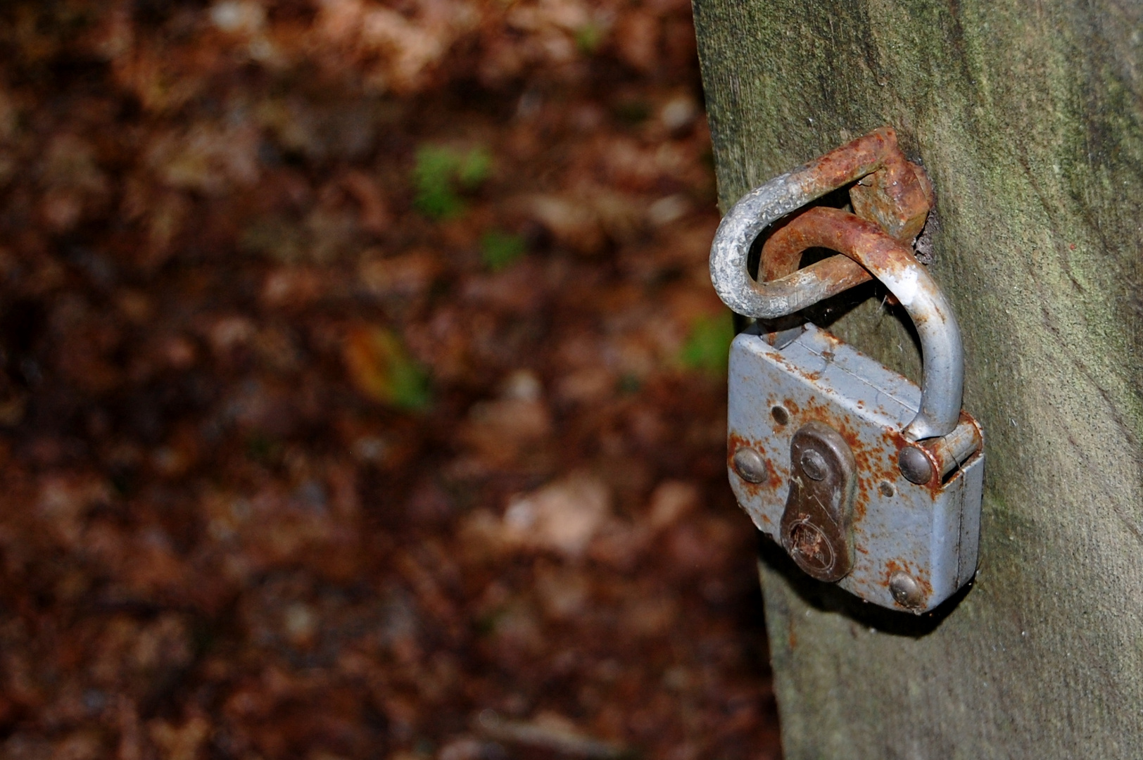 mitten im Wald