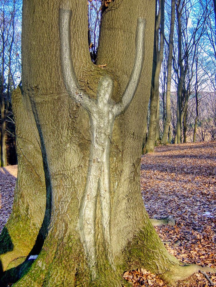 Mitten im Wald