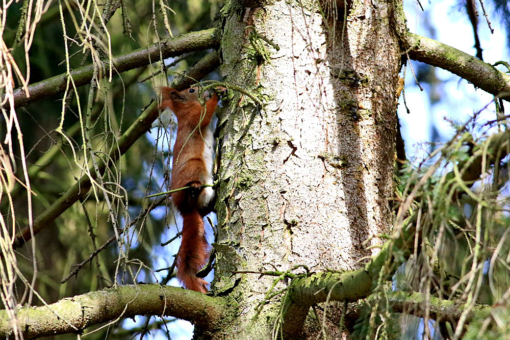 mitten im Wald...