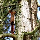 mitten im Wald...