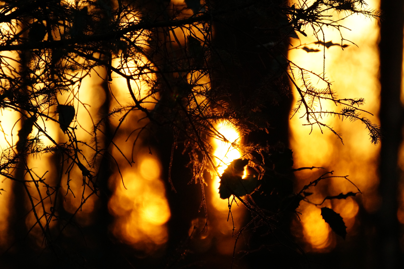 Mitten im Wald