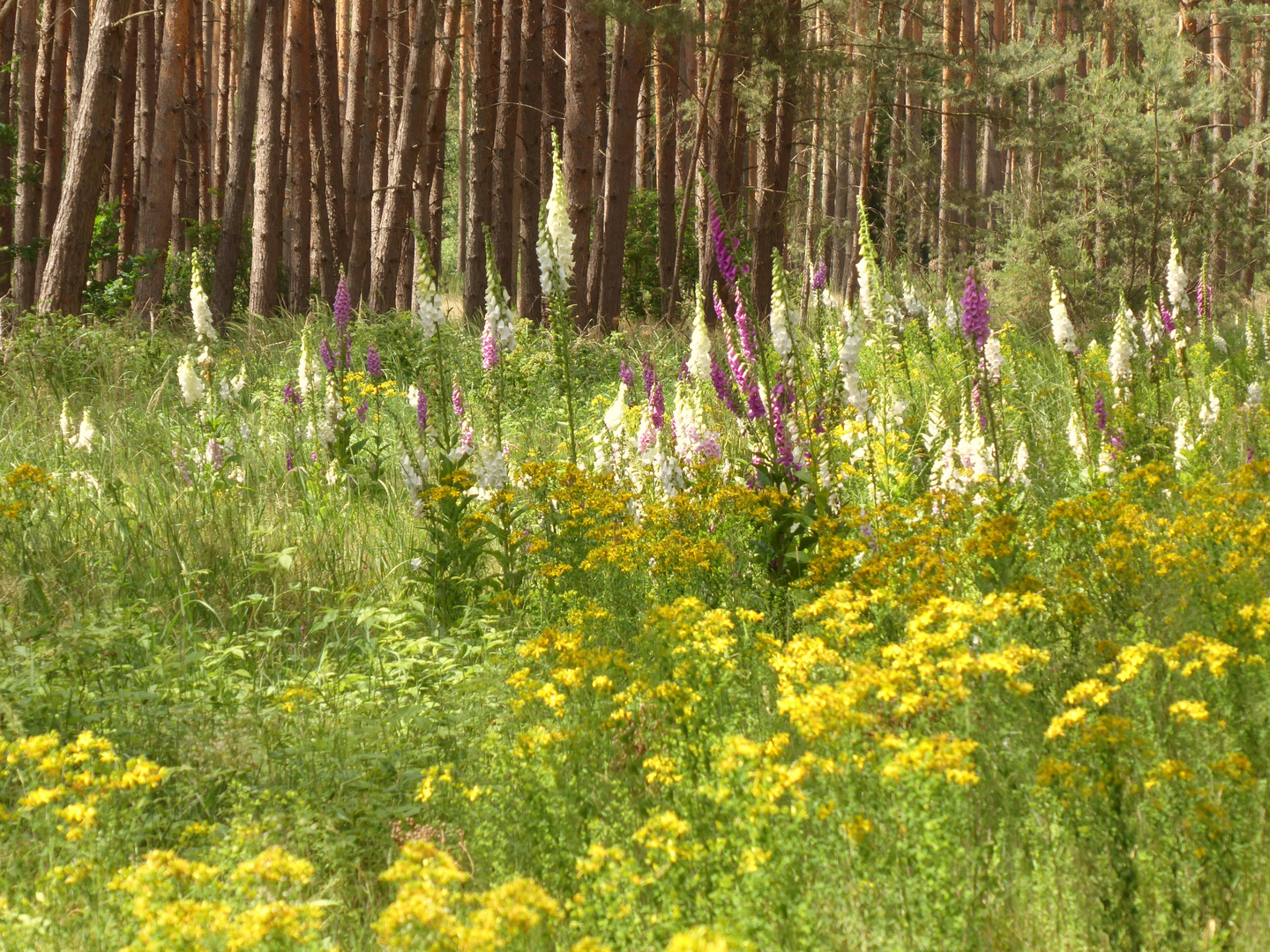 Mitten im Wald