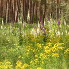 Mitten im Wald