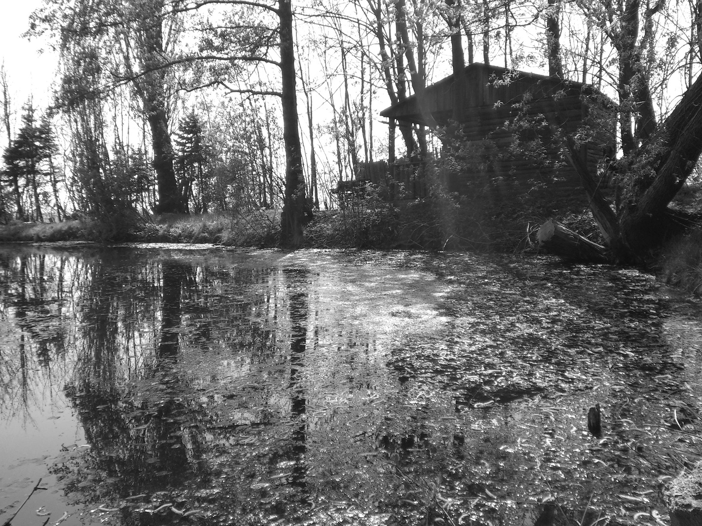 mitten im Wald