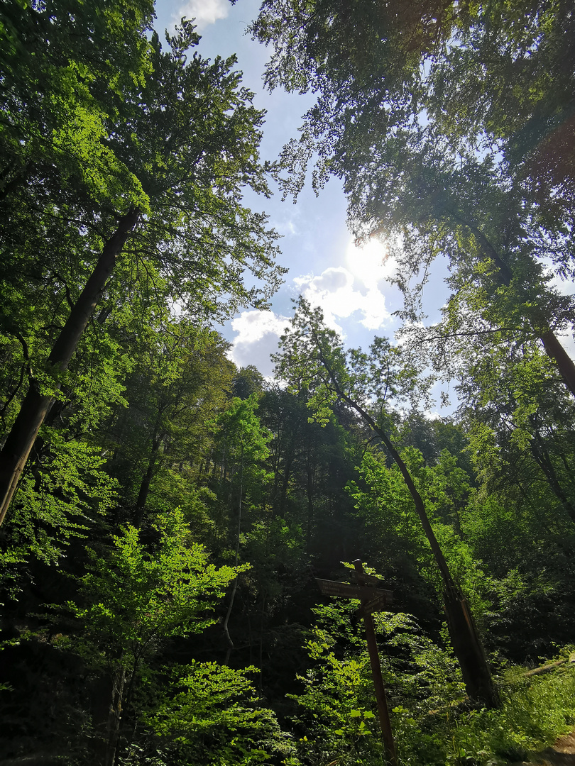 Mitten im Wald