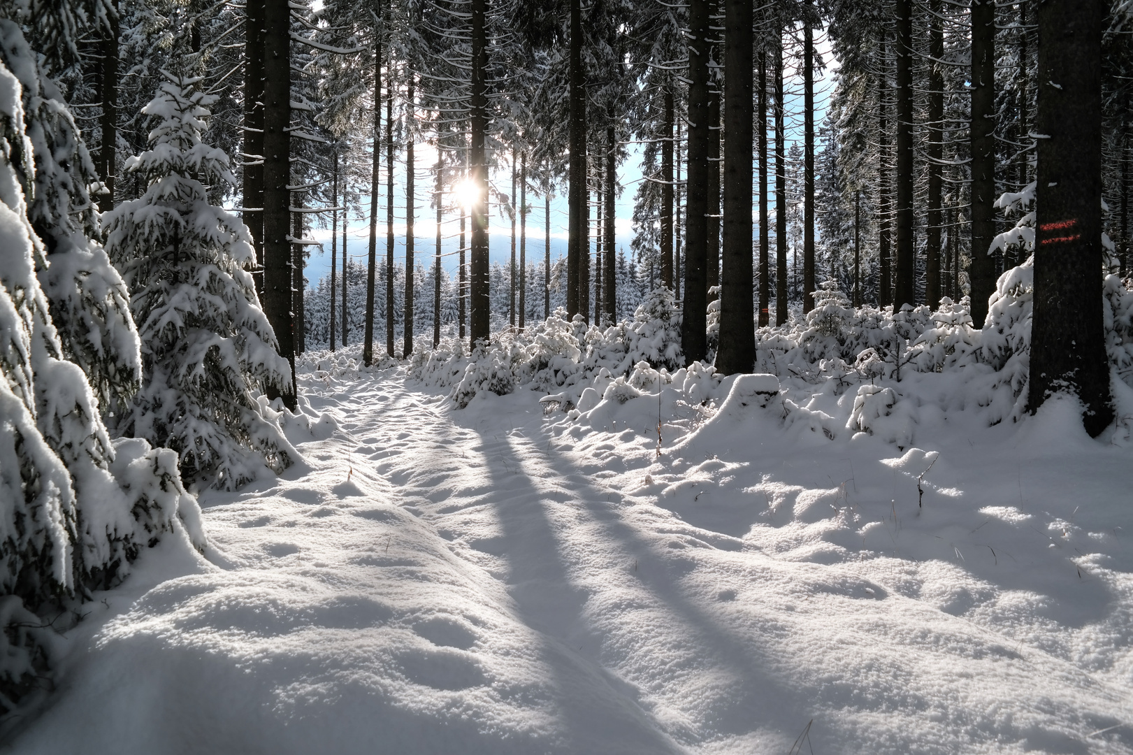 Mitten im Wald