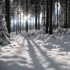 Mitten im Wald