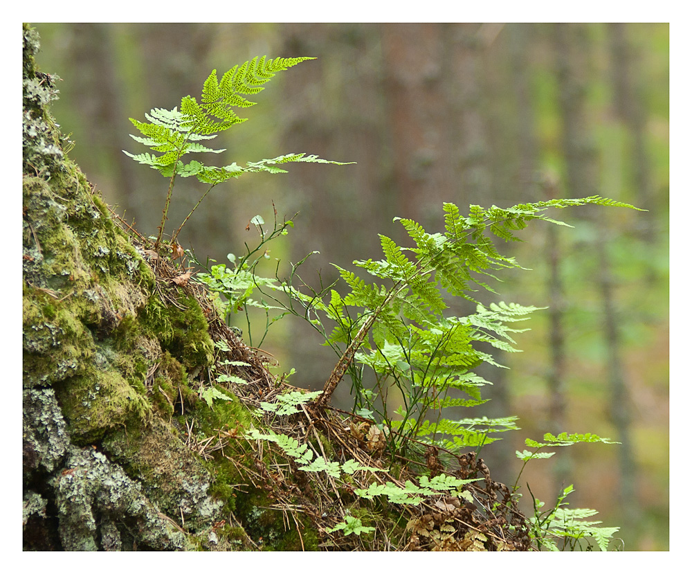 Mitten im Wald....