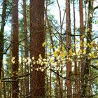 Mitten im Wald am Ludwigskanal