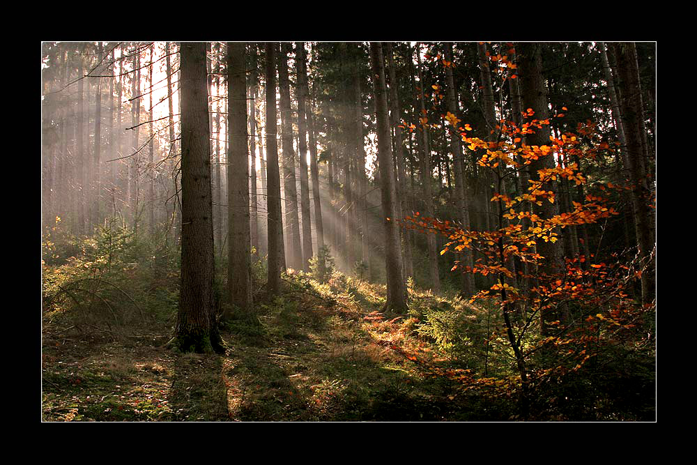 mitten im Wald