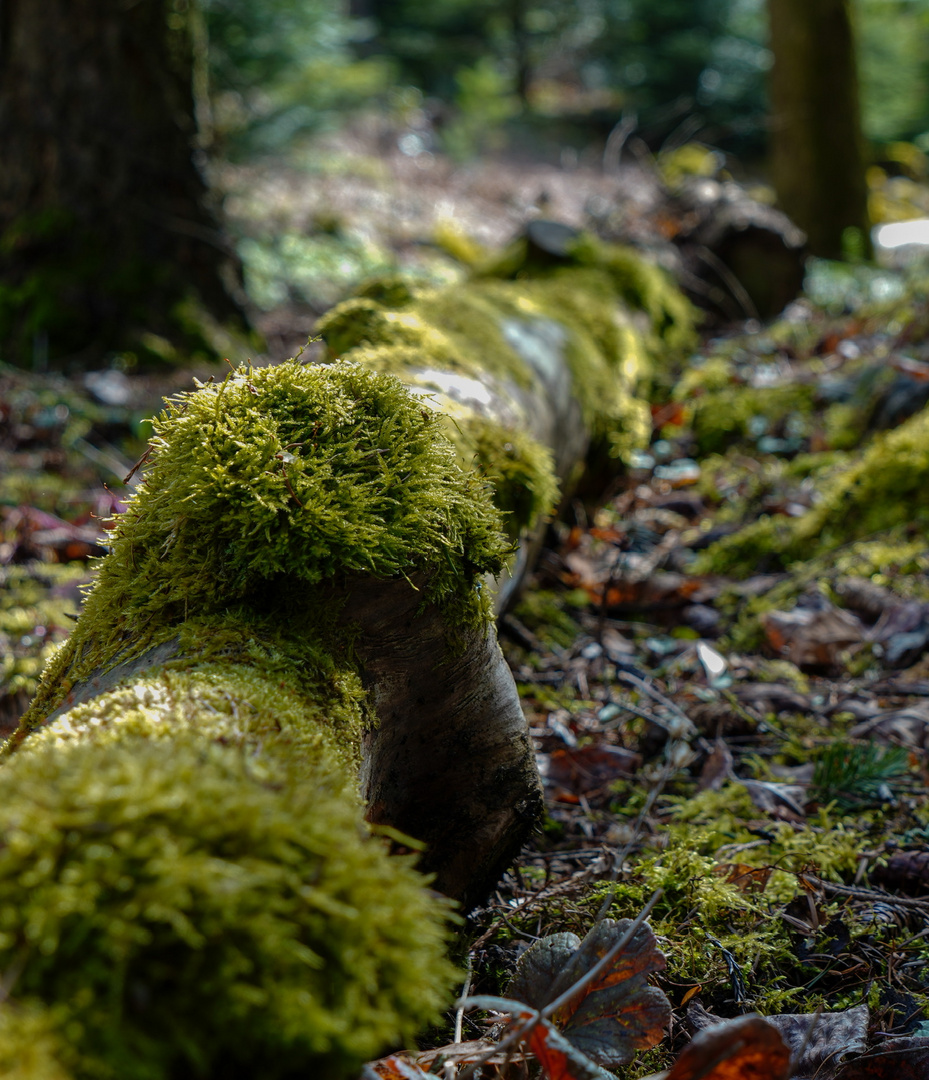 Mitten im Wald