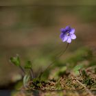 Mitten im Wald